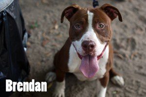 Brendan_1
