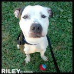 Riley4