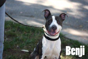 Benji_1