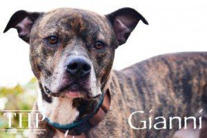 Gianni1