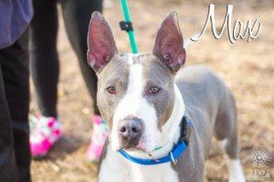 Max